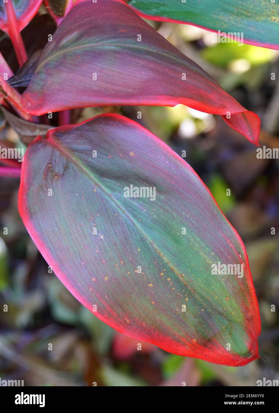 Feuilles colorées de Ti Plant 'Bolero', une plante tropicale Banque D'Images