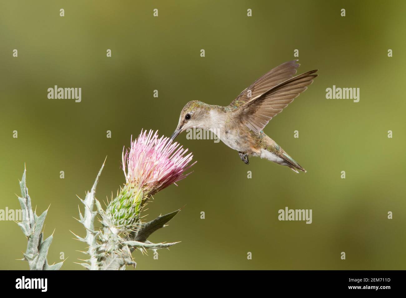 Femelle d'colibri à chiné noir, Archilochus alexandri, se nourrissant à la fleur de chardon. Banque D'Images