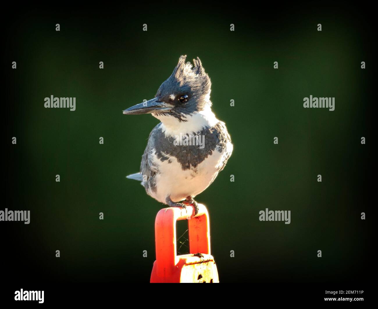 Un Kingfisher à Belted (Megaceryle alcyon) à Palo Alto, en Californie Banque D'Images