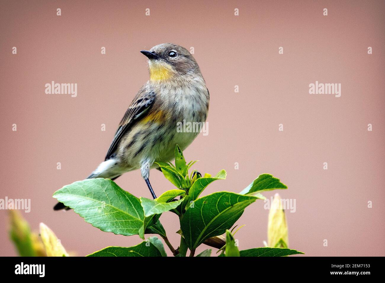 Une Paruline à rumpes jaunes (Setophaga coronata) à Santa Barbara, en Californie Banque D'Images