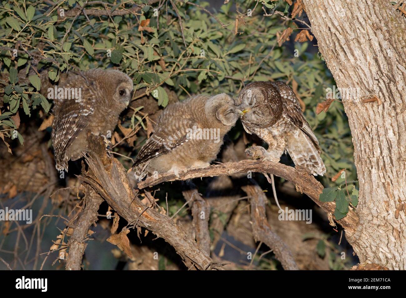 Chouette tachetée mexicaine Flédglings d'alimentation femelle, Strix occidentalis. Banque D'Images