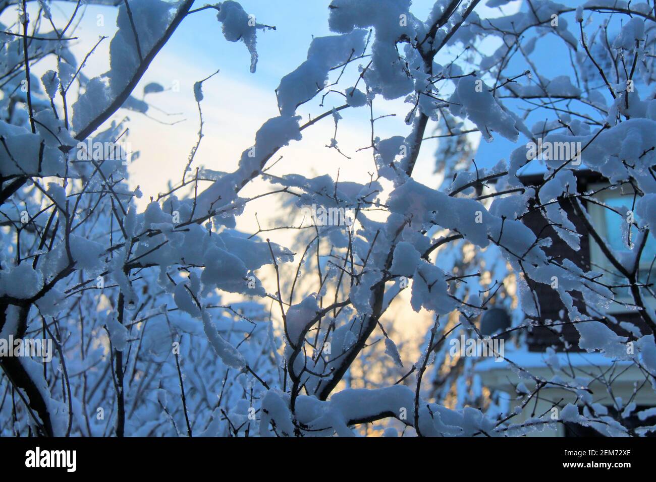 Branches couvertes de neige hiverne en fin d'après-midi à Thunder Bay, Ontario, Canada. Banque D'Images