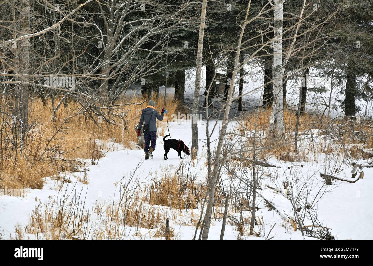 Une femme qui marche son chien sur un sentier à arbres à côté du lac supérieur à Mission Marsh, Ontario, Canada, un jour hiverne tardif. Banque D'Images