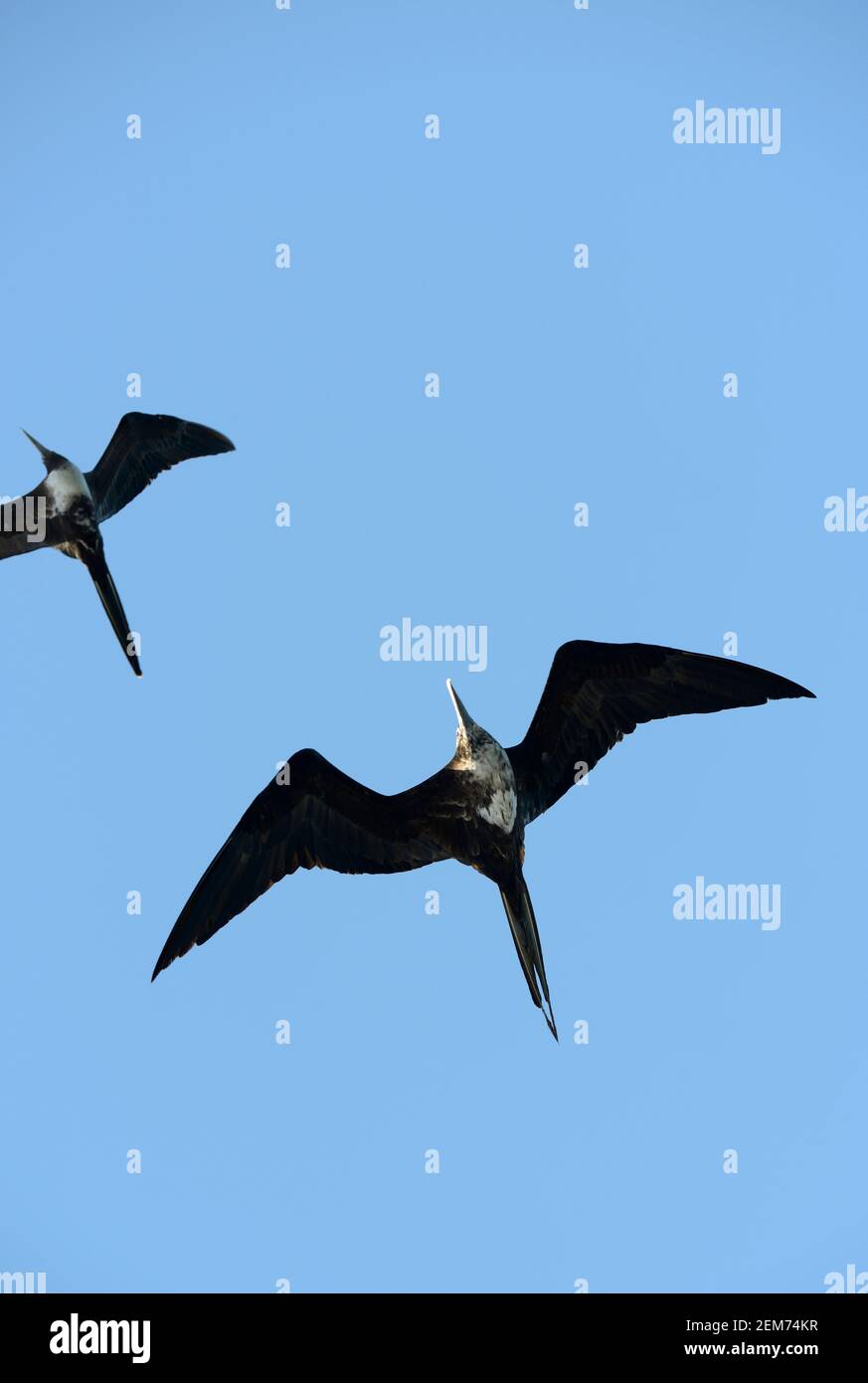 Magnifique Frigatebird (Fregata magnifiens), île Floreana, îles Galapagos, Equateur Banque D'Images