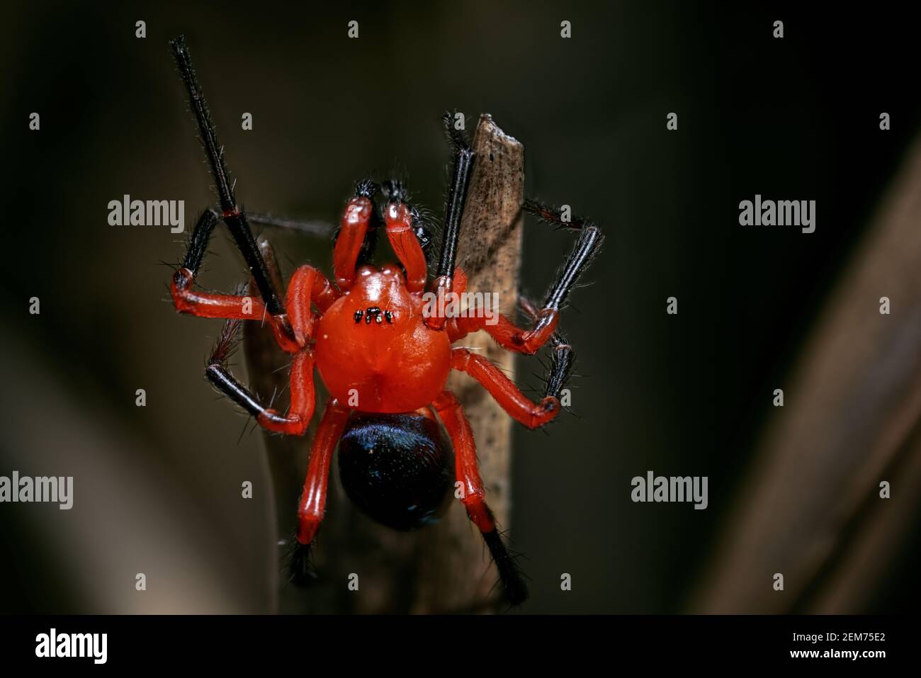 Araignée rouge et noire, Nicodadidae, gros plan Banque D'Images