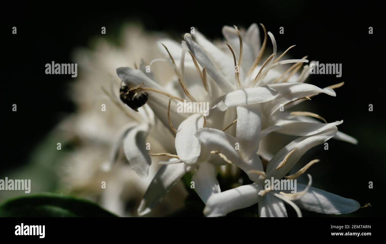 Café Robusta fleuri sur une plante arborescente avec feuille verte et couleur noire en arrière-plan. Pétales et étamines blanches de fleur en fleur Banque D'Images Café Robusta fleuri sur une plante arborescente avec feuille verte et couleur noire en arrière-plan. Pétales et étamines blanches de fleur en fleur Banque D'Images