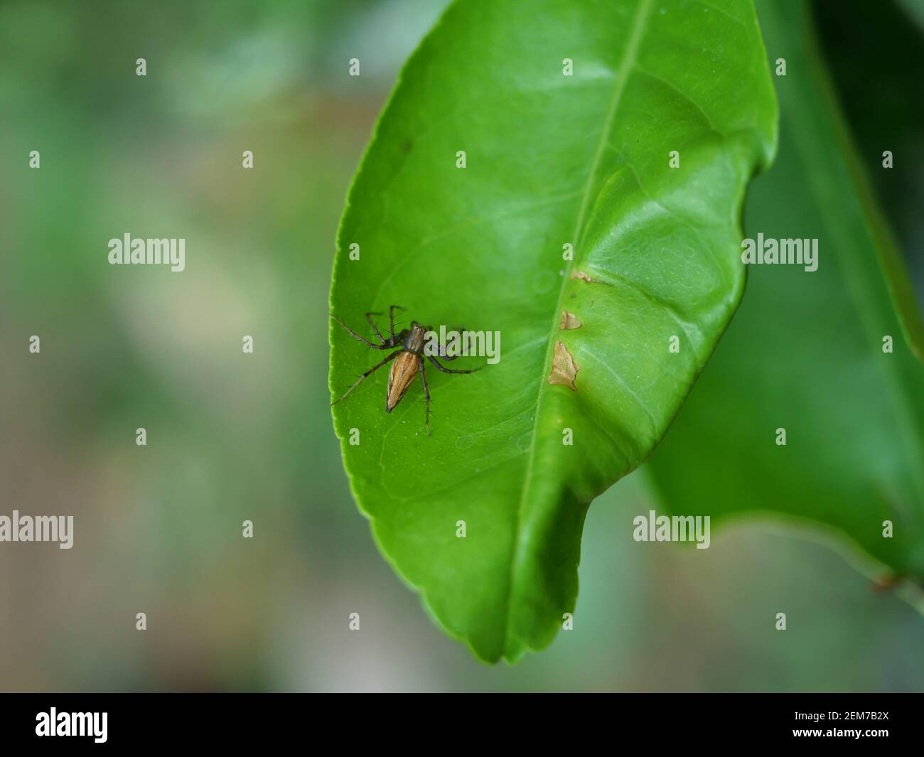 Une araignée à rayures marron avec des pattes noires et des pointes feuille de citron vert sur fond vert naturel Banque D'Images