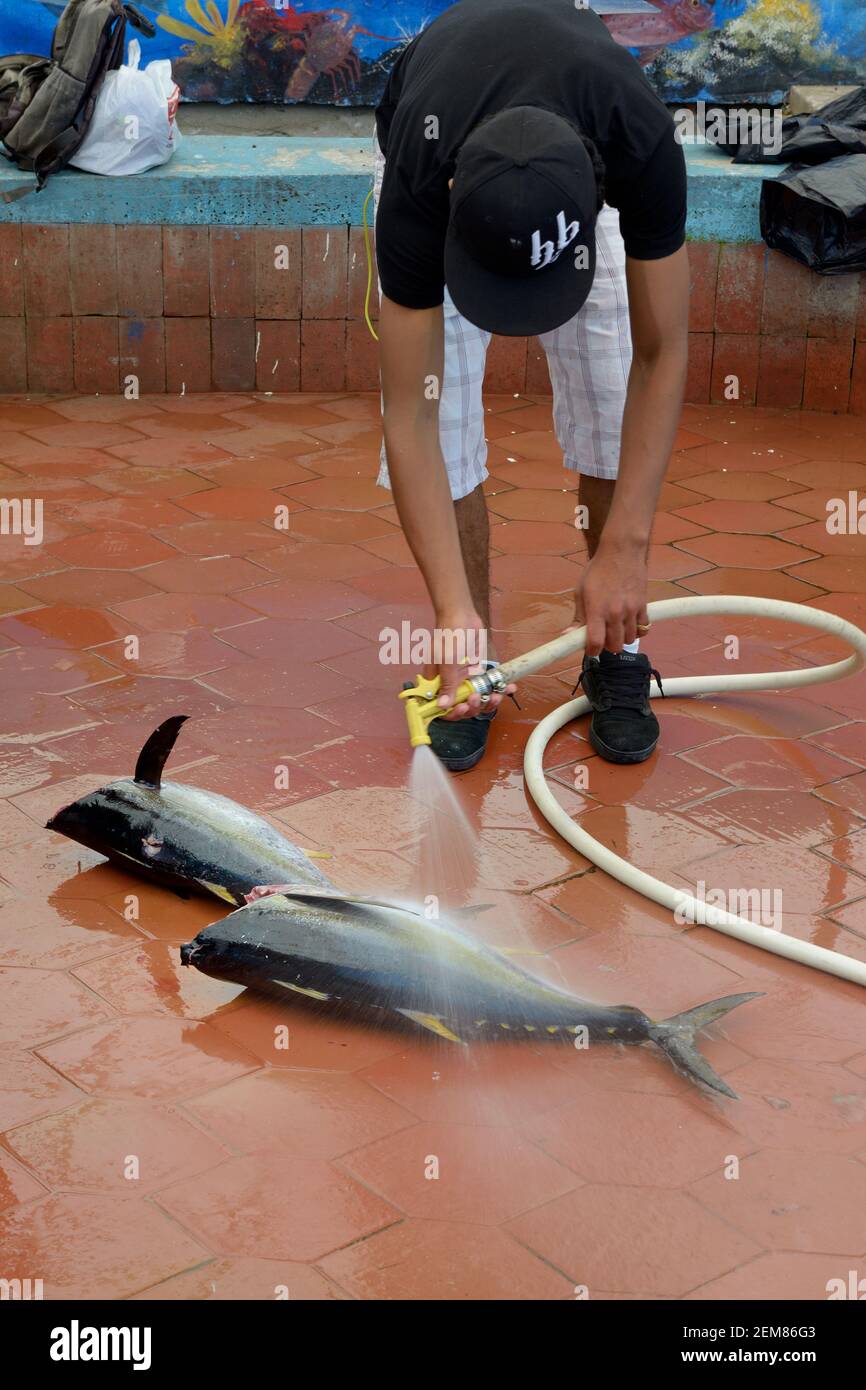 Nettoyage du thon frais, marché aux poissons de Santa Cruz, île de Santa Cruz, îles Galapagos, Équateur Banque D'Images