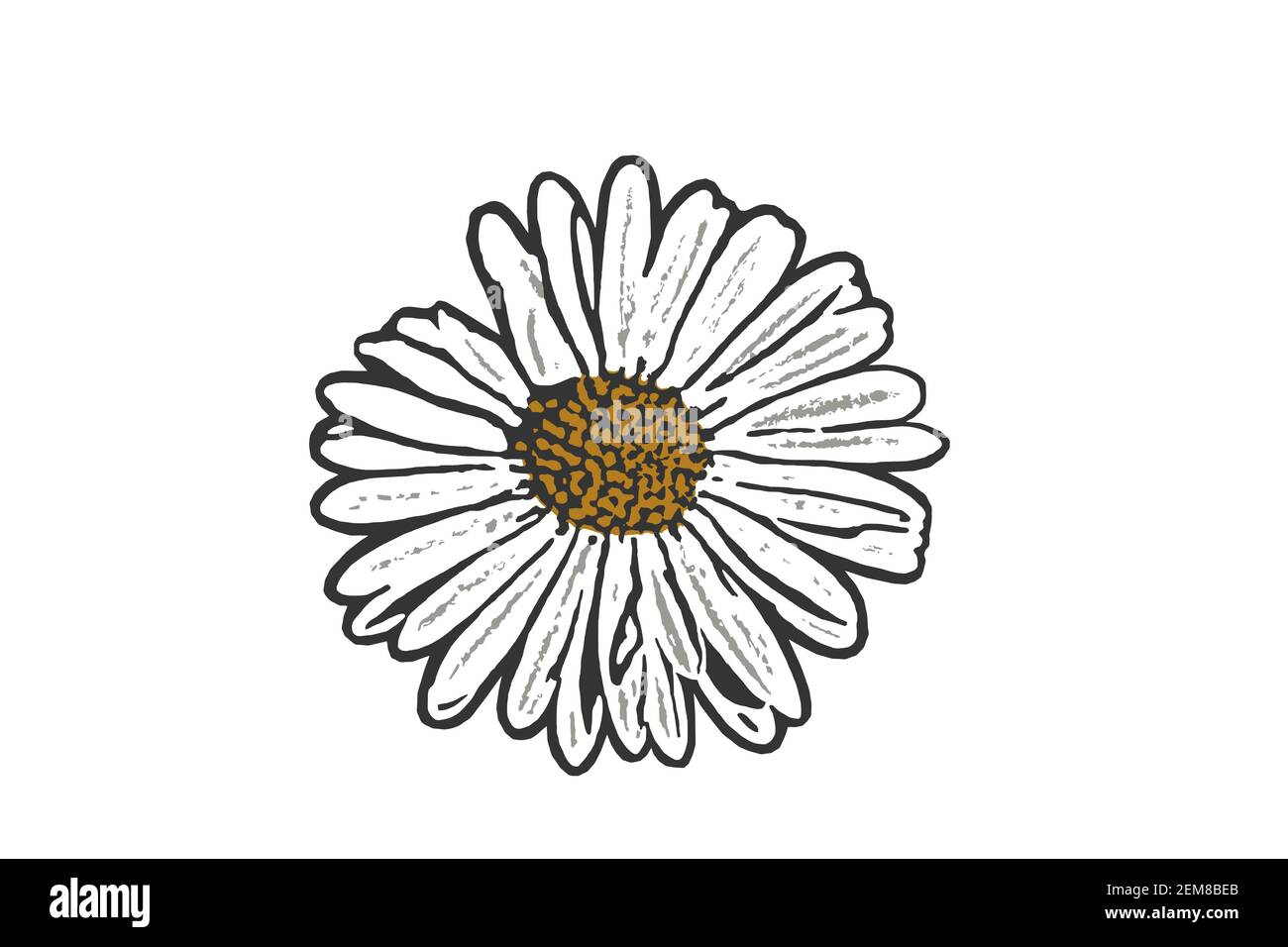 Gros plan vectoriel d'une fleur de pâquerette Illustration de Vecteur