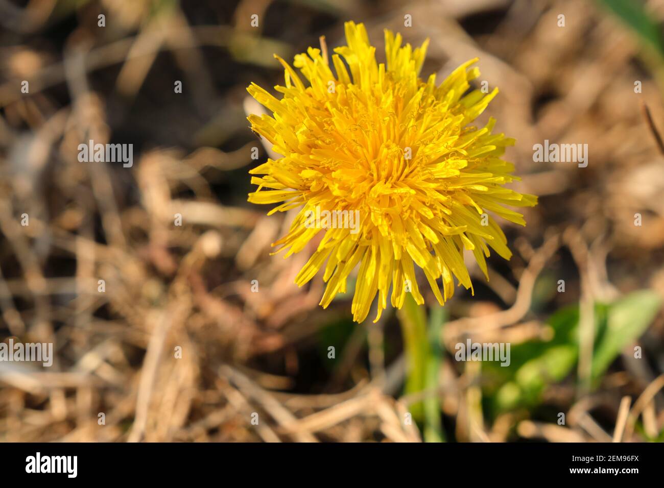 Chrysanthème jaune vif en hiver et fleurs de pissenlit jaune. Banque D'Images