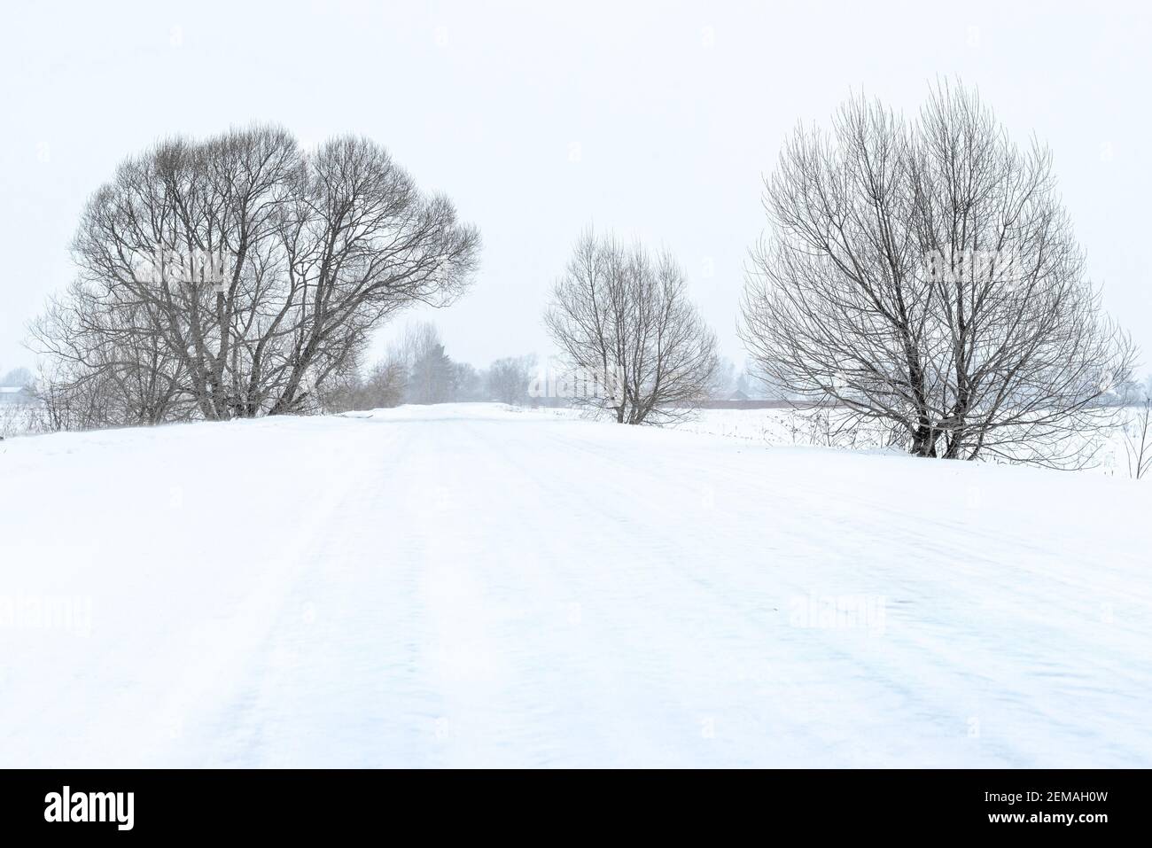 Arbre seul recouvert de neige blanche sur une route enneigée arrière-plan Banque D'Images