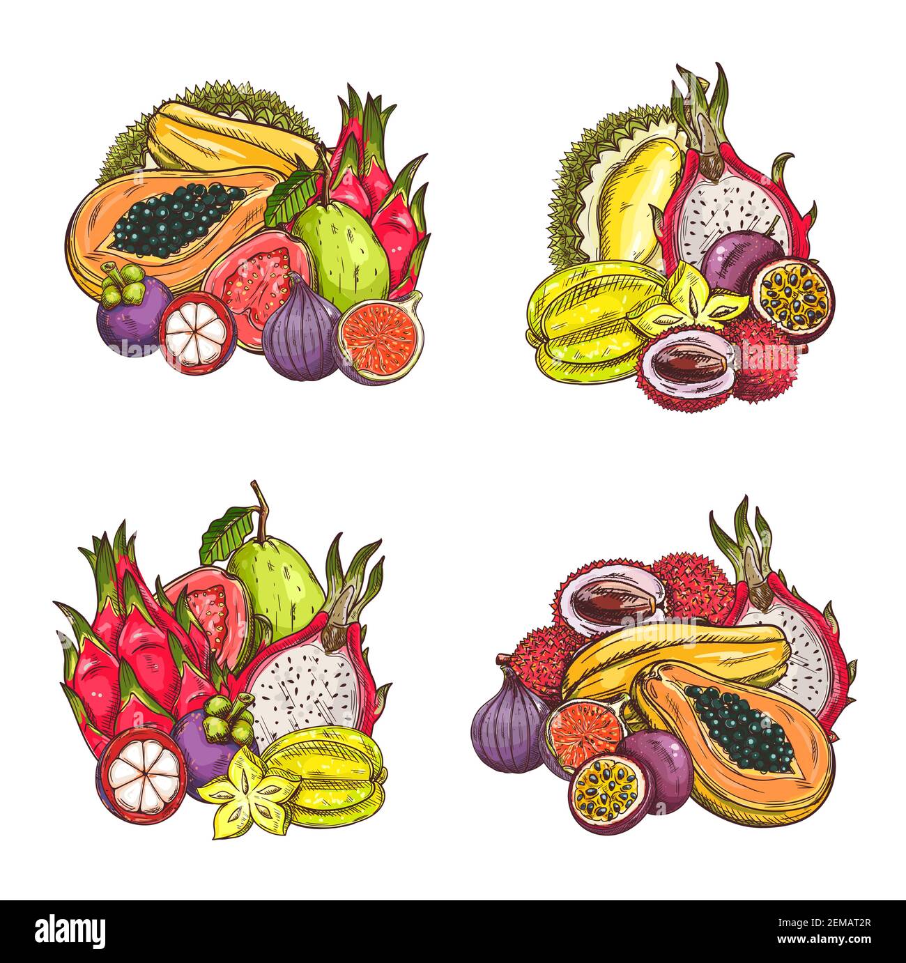 Esquisse de vecteur de fruits tropicaux. Lychee et mangoustan exotiques, fruits de figues et de dragon ou pitahaya, carabole ou amidaux, papaye et durian, fruits de la passion Illustration de Vecteur