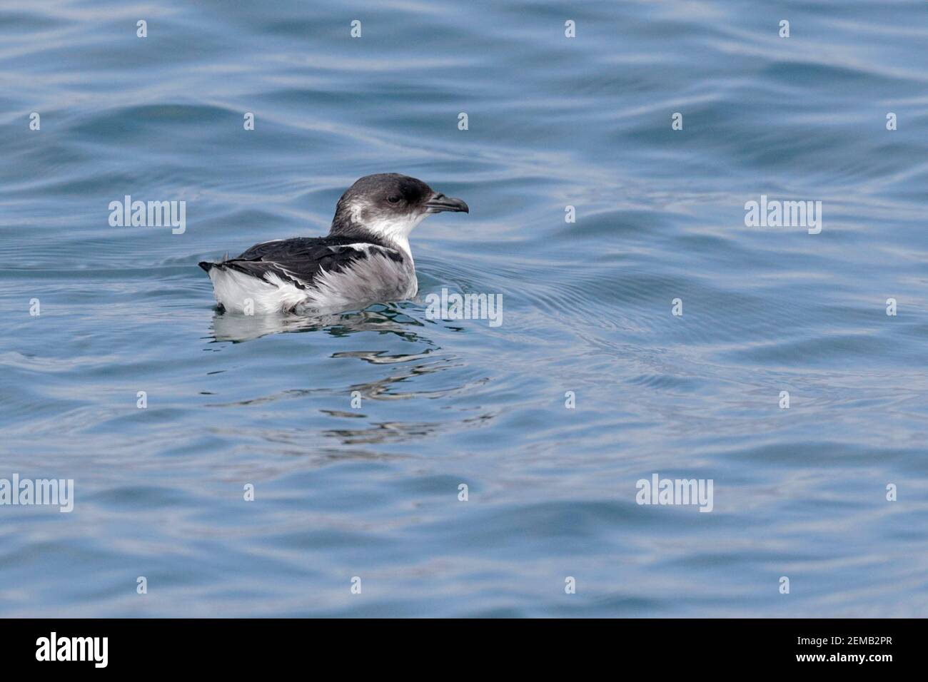 Péruvien Diving-Petrel (Pelecanoides garnoti), en mer à Humboldt Current, près de Coquimbo, Chili Mars 2020 Banque D'Images