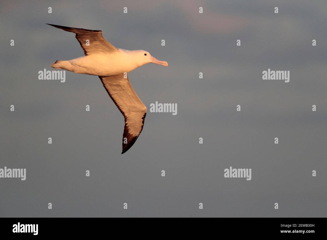 Albatros royal du Sud (Diomedea epomophora), volant en mer au-dessus du courant Humboldt au dernier feu, Océan Pacifique près du centre du Chili 26 février 2020 Banque D'Images