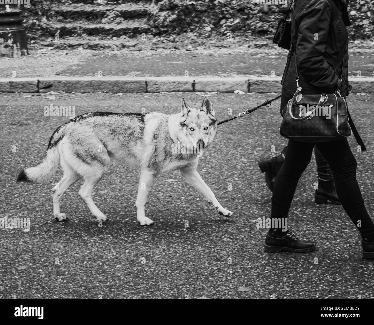 Loup de chien Banque D'Images