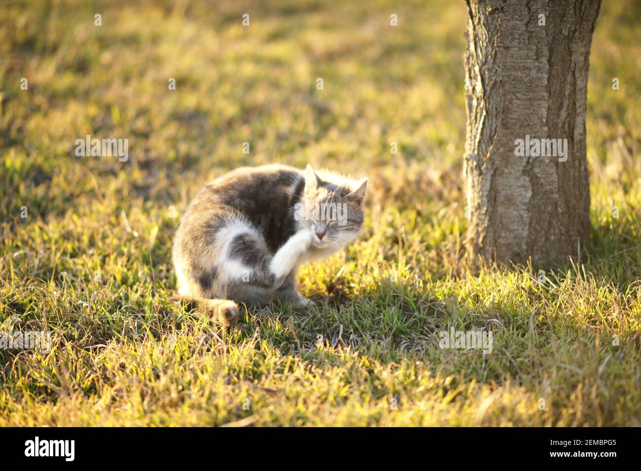 Paw de chaton cendrée égratignures derrière l'oreille dans le jardin. Banque D'Images