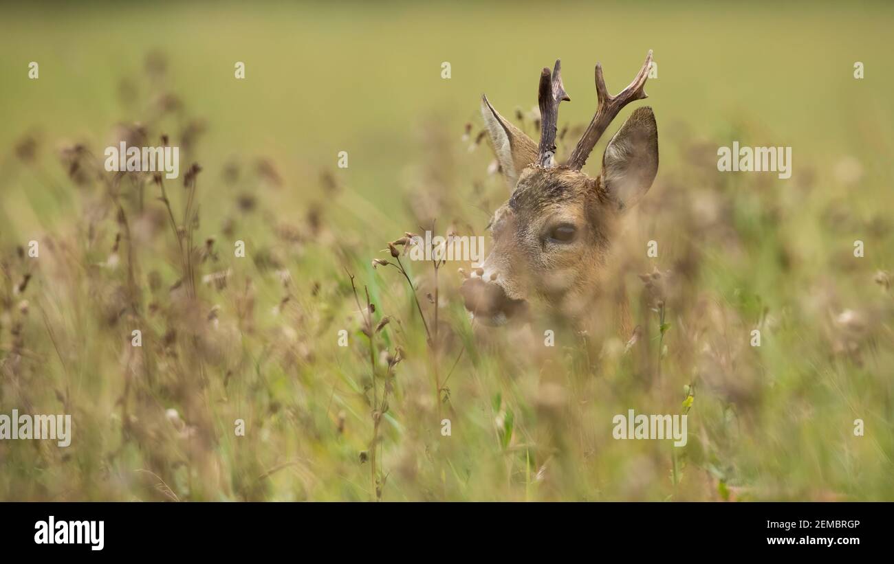 Le buck de cerf de Virginie se cachant dans une grande herbe verte un pré Banque D'Images