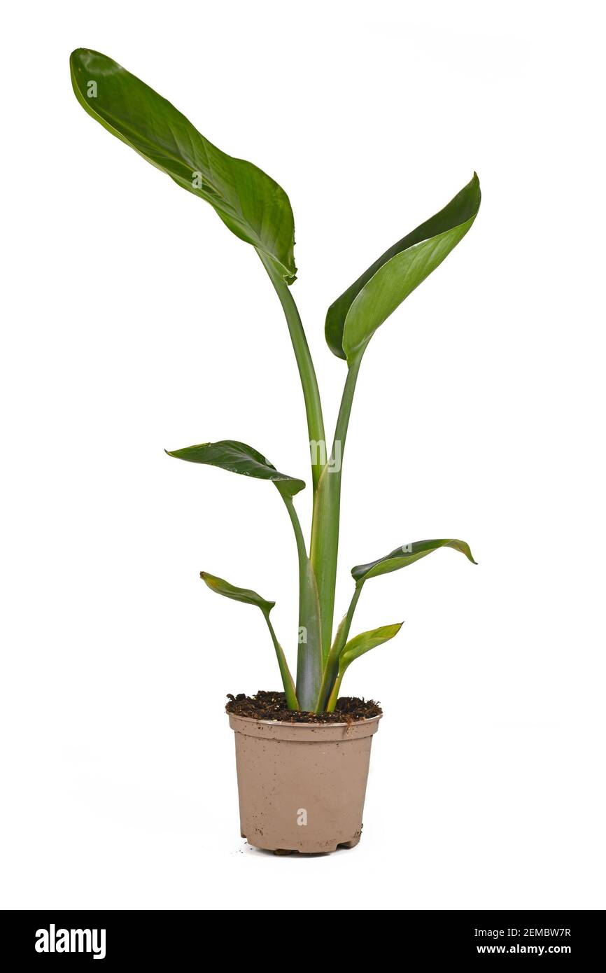 Jardin tropical 'Suntrelitzia Nicolai' ou 'Giant White Bird of Paradise' et la plante de maison dans le pot isolé sur fond blanc Banque D'Images