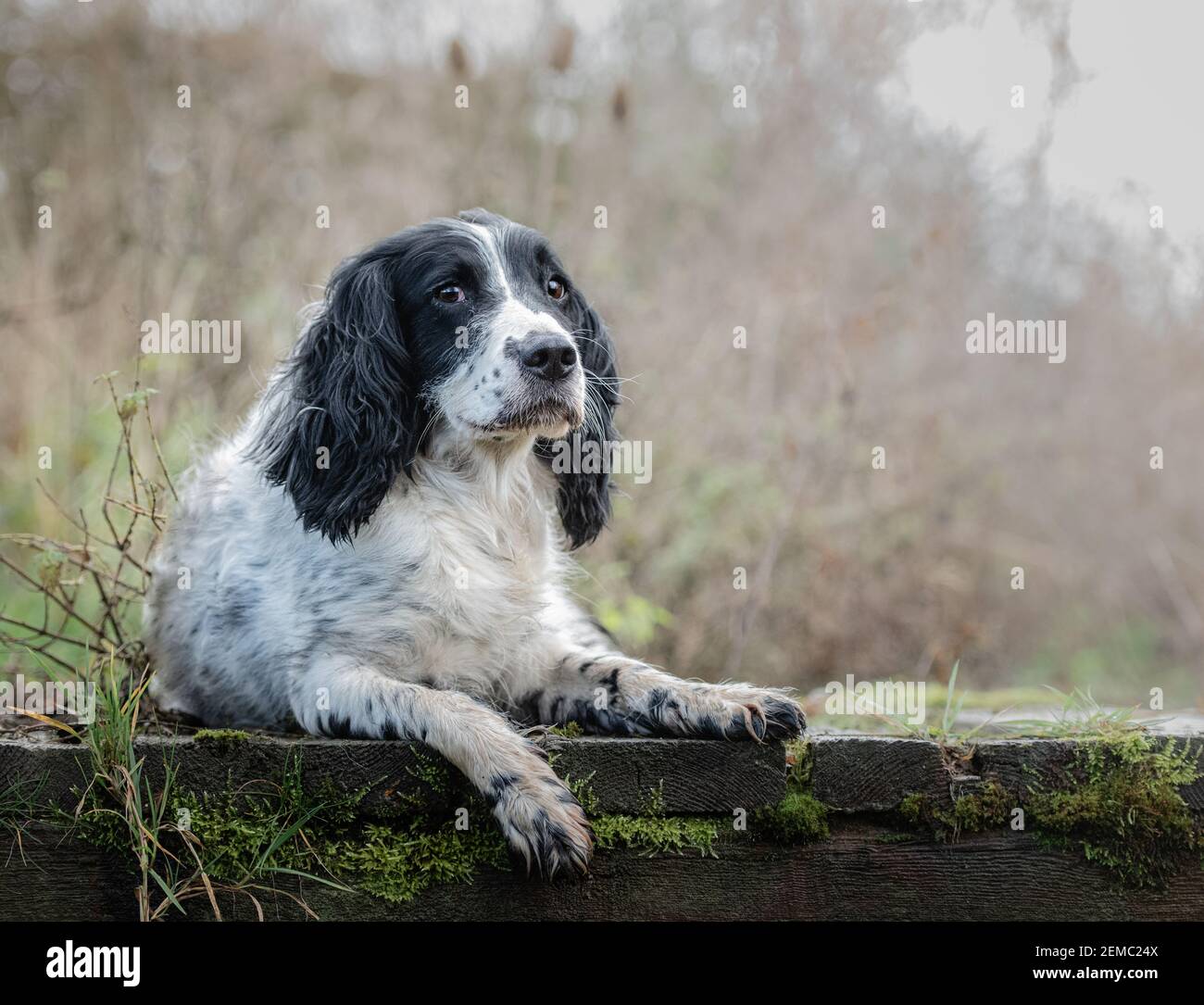 un spaniel noir et blanc couché en regardant l'appareil photo Banque D'Images