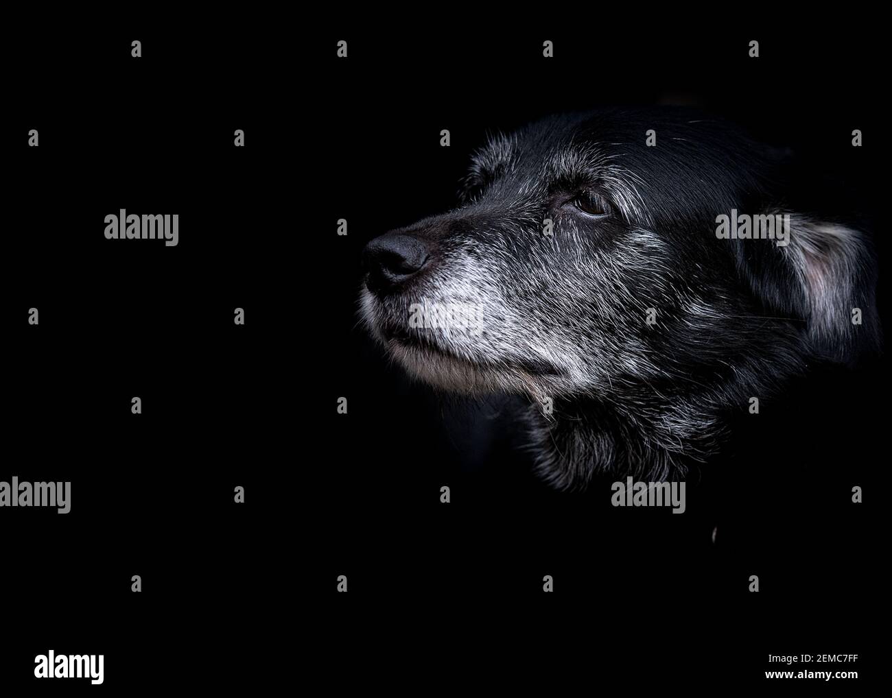 vieux chien Banque D'Images