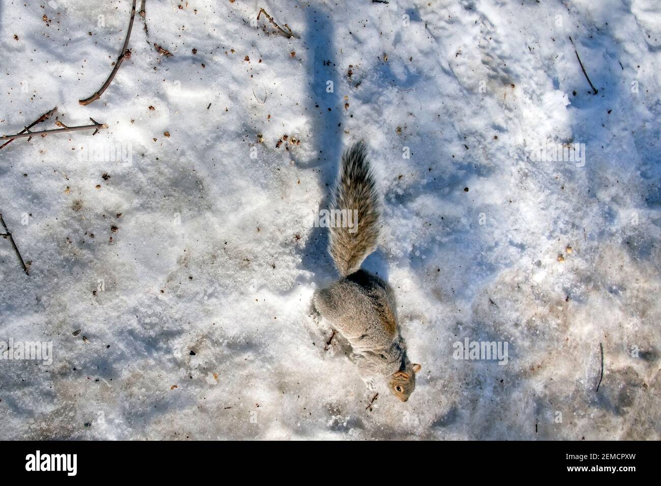 Écureuil gris de l'est en train de courir dans la neige photo Banque D'Images