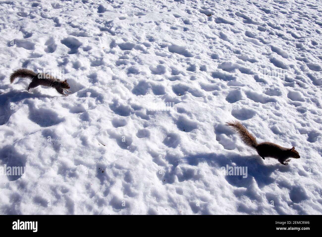 Écureuil gris de l'est en train de courir dans la neige photo Banque D'Images