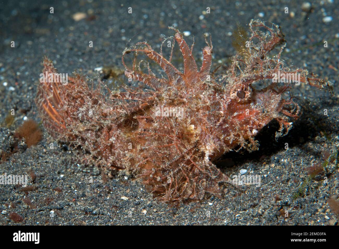 Ambon Scorpionfish, Pteroidichthys amboinensis, site de plongée Hei nus, Straits de Lembeh, Sulawesi, Indonésie Banque D'Images