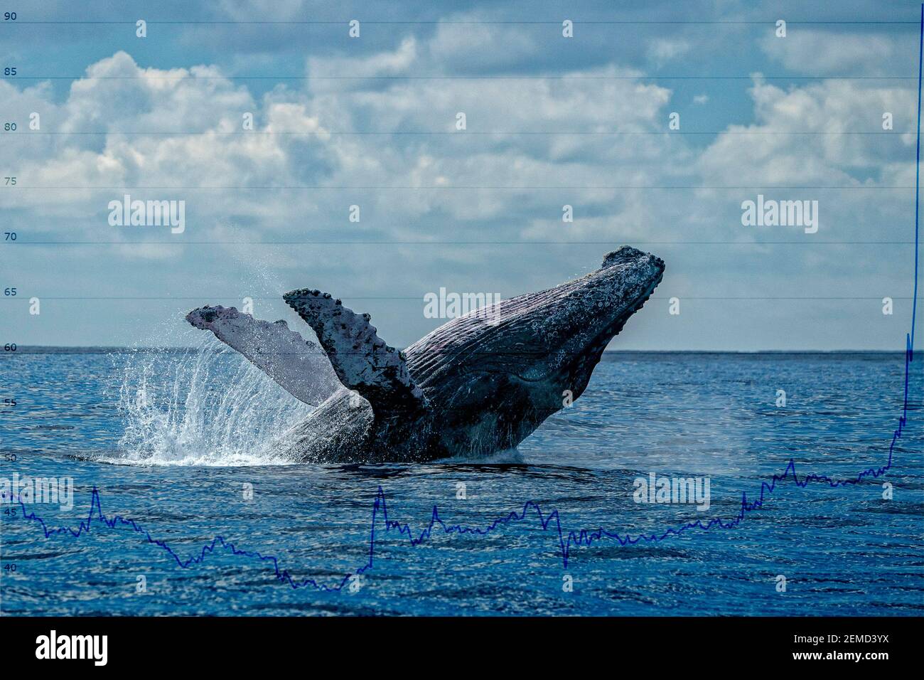 Braconnage de baleine avec le diagramme de la valeur du bitcoin de la bourse organigramme Banque D'Images