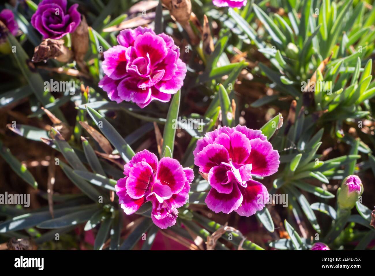 Fleurs rose arc-en-ciel dans un jardin en été Banque D'Images