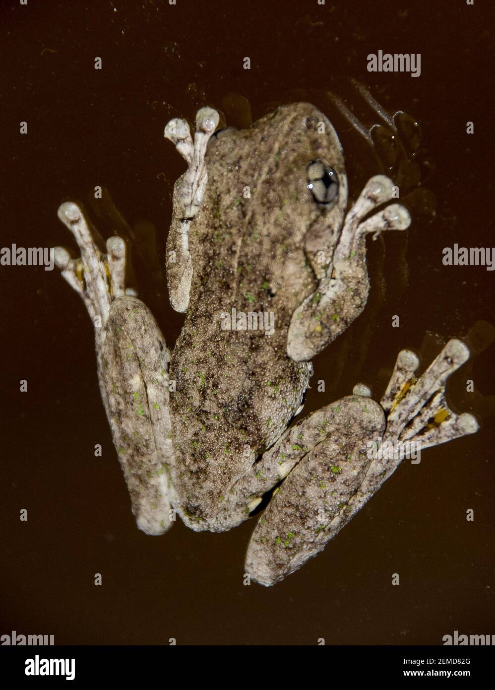 Grenouille d'arbre à pois d'émeraude (Litoria peronii). Une petite grenouille australienne sur une fenêtre en verre sombre la nuit. Queensland, Australie. Banque D'Images