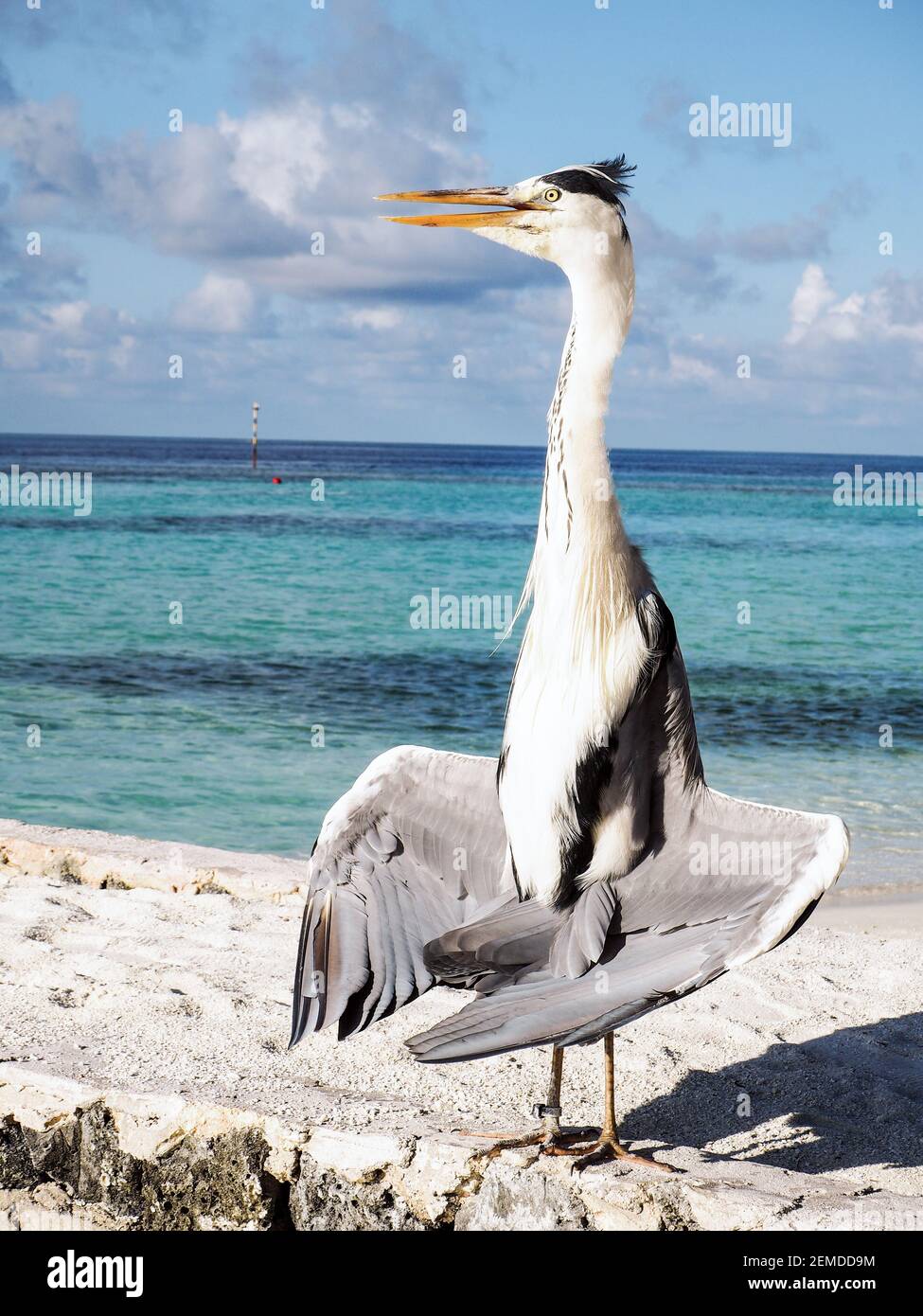 Héron gris ( Ardea cinera) se tenant sur une plage aux Maldives en séchant ses ailes au soleil Banque D'Images