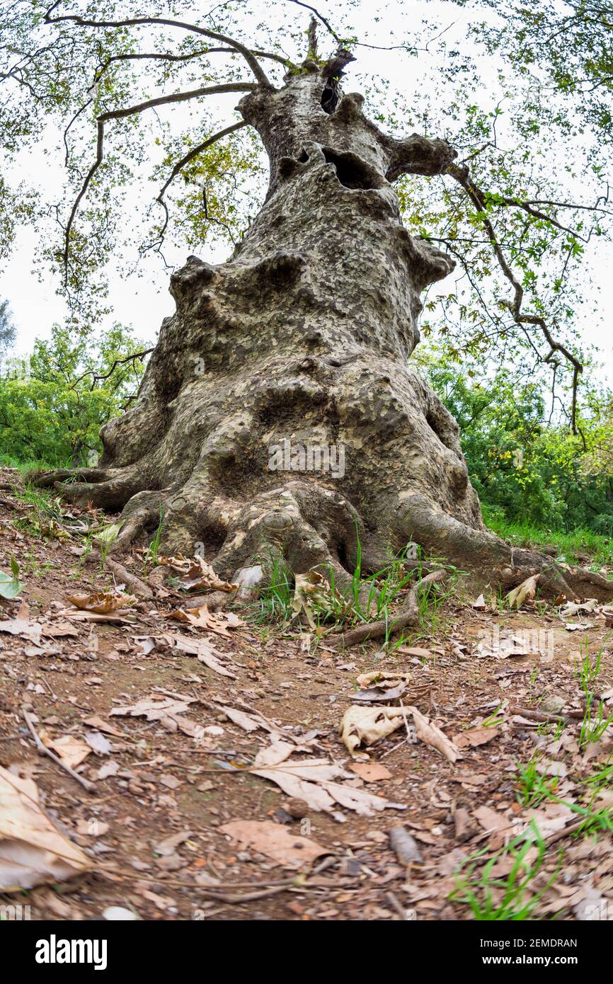 Ancien arbre majestueux photographié par un objectif fisheye Banque D'Images