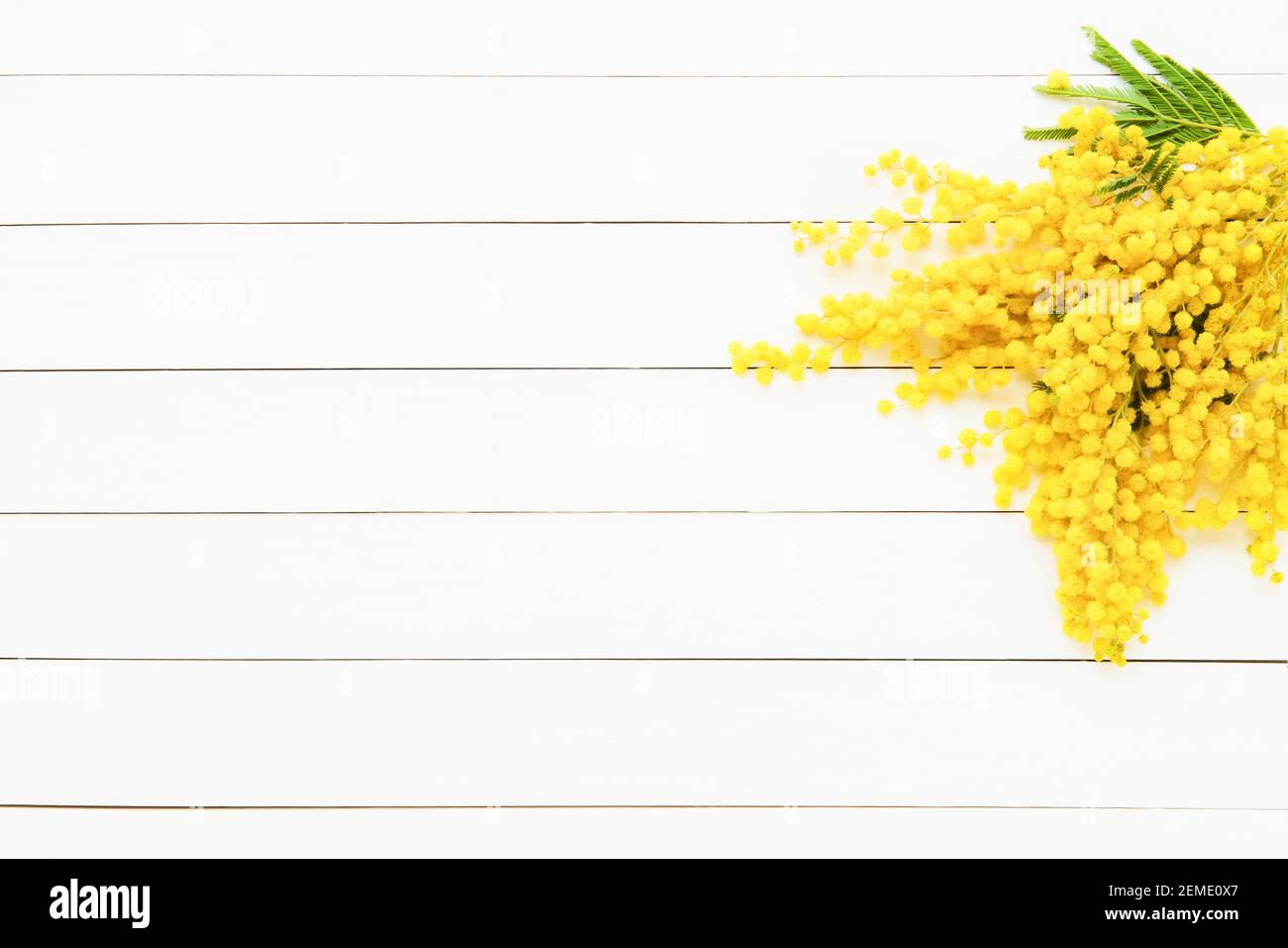 Bouquet de fleurs Mimosa sur fond de bois blanc. Pâques, Fête des mères, concept de la Fête des femmes. Copier l'espace pour le texte, vue de dessus. Banque D'Images