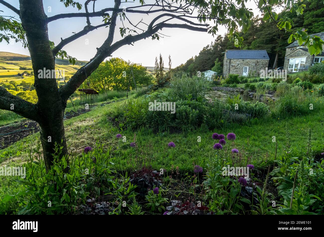 Un jardin de campagne, avec un arbre et des alliums pourpres en premier plan, et une grange et les Pennines du Nord ensoleillées en arrière-plan Banque D'Images