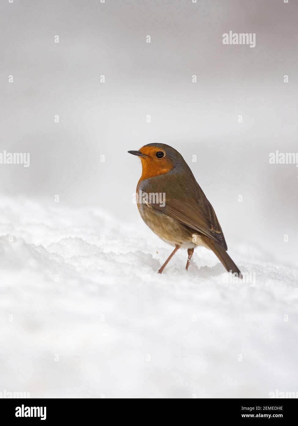 Robin européenne, erithacus rubecula dans le jardin dans la neige, hiver, Norfolk du Nord Banque D'Images Robin européenne, erithacus rubecula dans le jardin dans la neige, hiver, Norfolk du Nord Banque D'Images