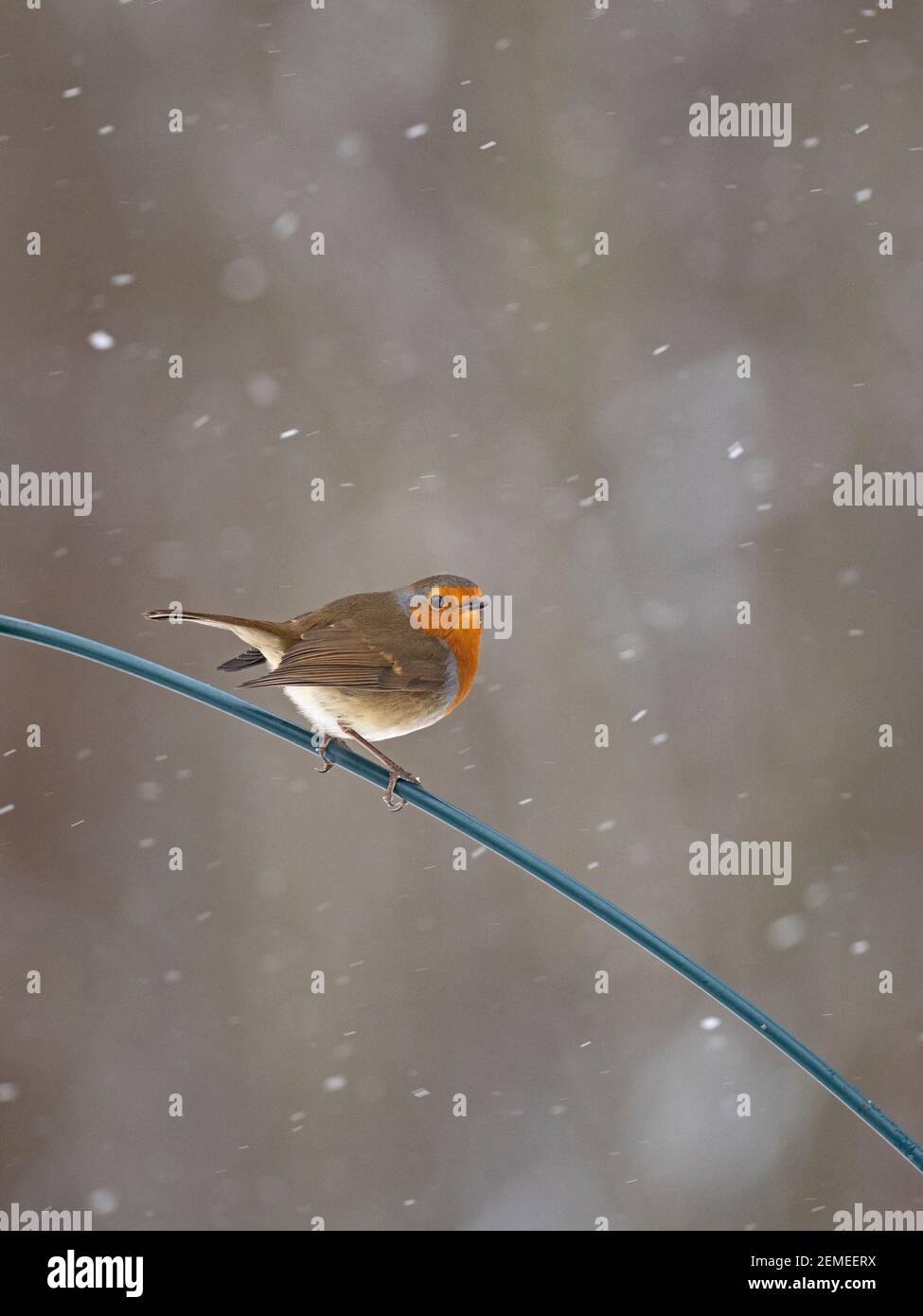 Robin européenne, erithacus rubecula dans le jardin dans la neige, hiver, Norfolk du Nord Banque D'Images Robin européenne, erithacus rubecula dans le jardin dans la neige, hiver, Norfolk du Nord Banque D'Images