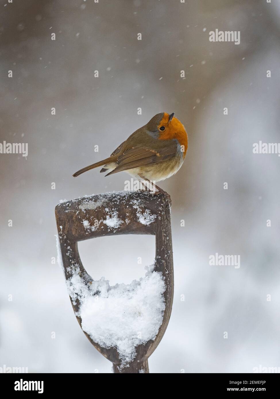 Robin européenne, erithacus rubecula dans le jardin dans la neige, hiver, Norfolk du Nord Banque D'Images Robin européenne, erithacus rubecula dans le jardin dans la neige, hiver, Norfolk du Nord Banque D'Images