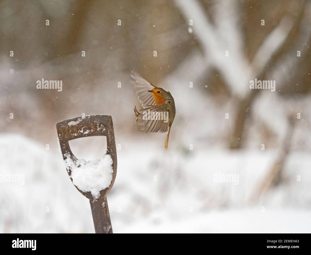 Robin européenne, erithacus rubecula dans le jardin dans la neige, hiver, Norfolk du Nord Banque D'Images Robin européenne, erithacus rubecula dans le jardin dans la neige, hiver, Norfolk du Nord Banque D'Images