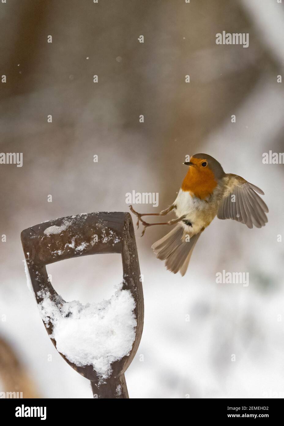 Robin européenne, erithacus rubecula dans le jardin dans la neige, hiver, Norfolk du Nord Banque D'Images Robin européenne, erithacus rubecula dans le jardin dans la neige, hiver, Norfolk du Nord Banque D'Images