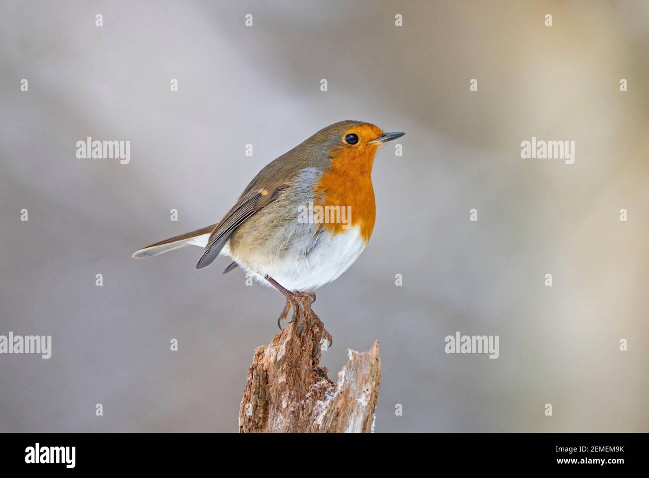 Robin européenne, erithacus rubecula dans le jardin dans la neige, hiver, Norfolk du Nord Banque D'Images Robin européenne, erithacus rubecula dans le jardin dans la neige, hiver, Norfolk du Nord Banque D'Images