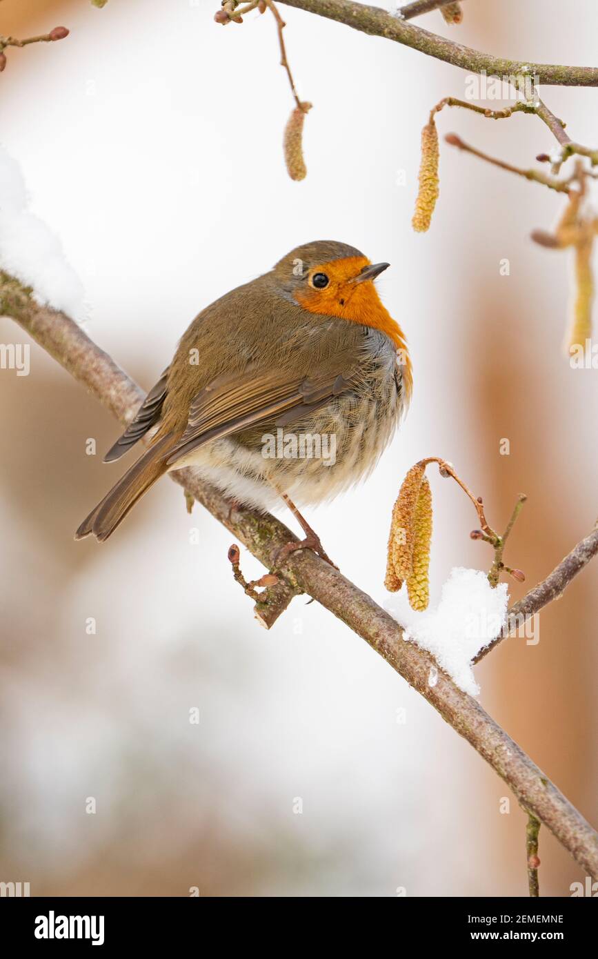 Robin européenne, erithacus rubecula dans le jardin dans la neige, hiver, Norfolk du Nord Banque D'Images Robin européenne, erithacus rubecula dans le jardin dans la neige, hiver, Norfolk du Nord Banque D'Images