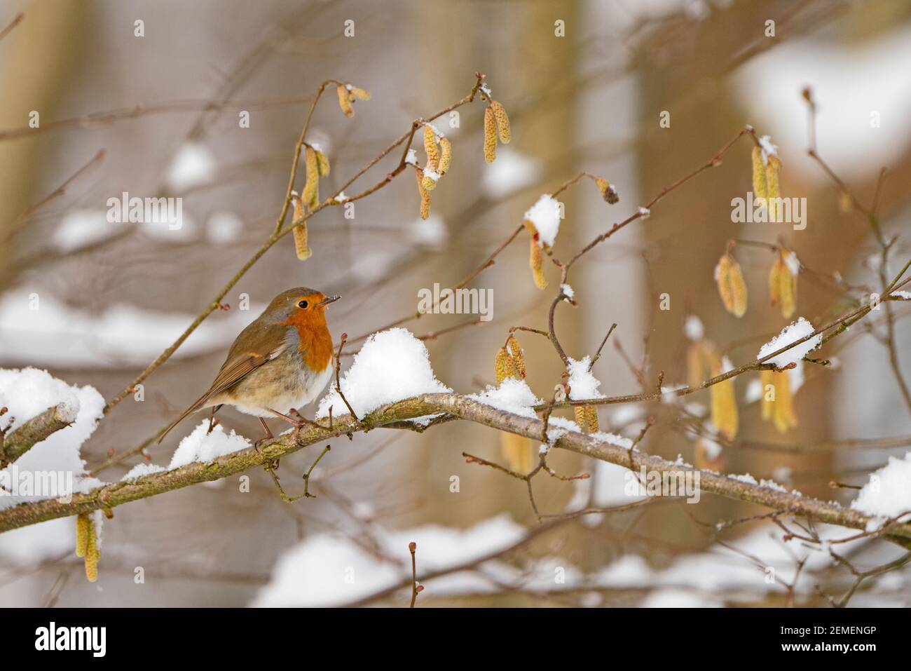 Robin européenne, erithacus rubecula dans le jardin dans la neige, hiver, Norfolk du Nord Banque D'Images Robin européenne, erithacus rubecula dans le jardin dans la neige, hiver, Norfolk du Nord Banque D'Images