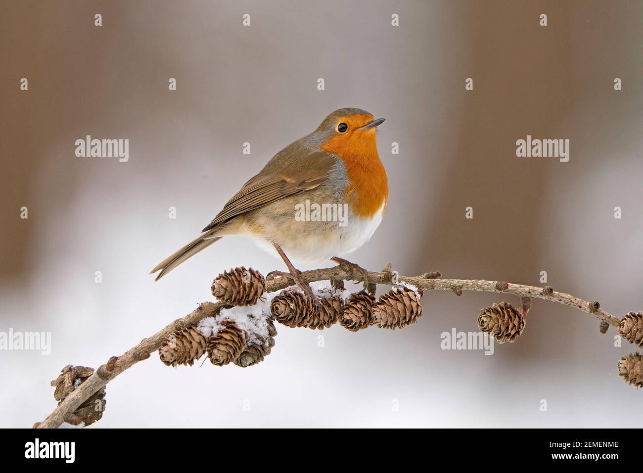 Robin européenne, erithacus rubecula dans le jardin dans la neige, hiver, Norfolk du Nord Banque D'Images Robin européenne, erithacus rubecula dans le jardin dans la neige, hiver, Norfolk du Nord Banque D'Images