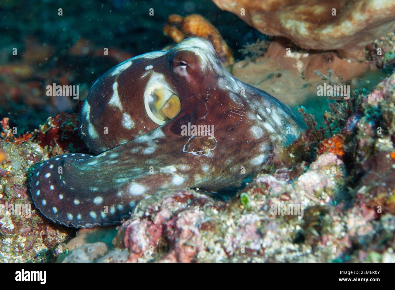 Journée Octopus, Octopus cynae, site de plongée d'Angel's Window, détroit de Lembeh, Sulawesi, Indonésie Banque D'Images