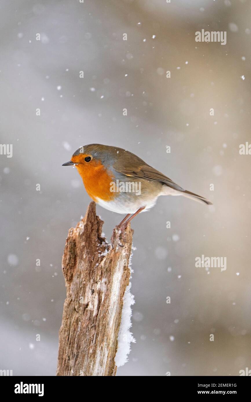 Robin européenne, erithacus rubecula dans le jardin dans la neige, hiver, Norfolk du Nord Banque D'Images Robin européenne, erithacus rubecula dans le jardin dans la neige, hiver, Norfolk du Nord Banque D'Images