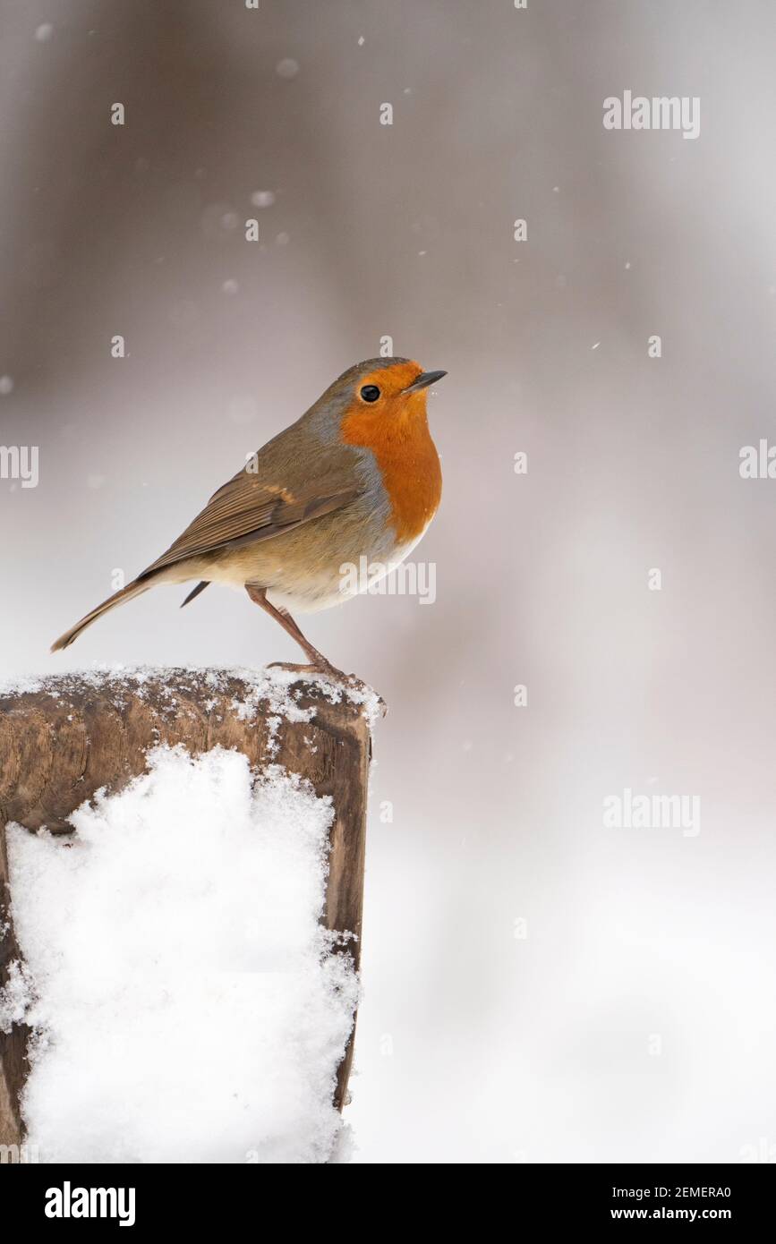 Robin européenne, erithacus rubecula dans le jardin dans la neige, hiver, Norfolk du Nord Banque D'Images Robin européenne, erithacus rubecula dans le jardin dans la neige, hiver, Norfolk du Nord Banque D'Images