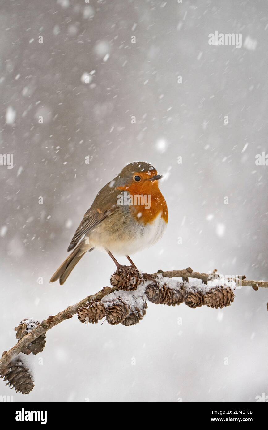 Robin européenne, erithacus rubecula dans le jardin dans la neige, hiver, Norfolk du Nord Banque D'Images Robin européenne, erithacus rubecula dans le jardin dans la neige, hiver, Norfolk du Nord Banque D'Images