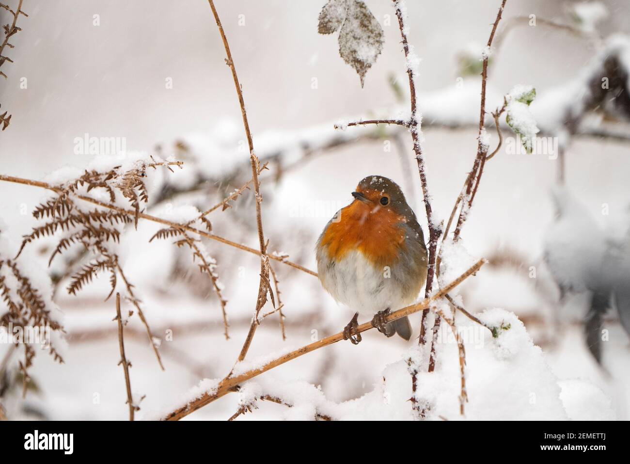 Robin européenne, erithacus rubecula dans le jardin dans la neige, hiver, Norfolk du Nord Banque D'Images Robin européenne, erithacus rubecula dans le jardin dans la neige, hiver, Norfolk du Nord Banque D'Images