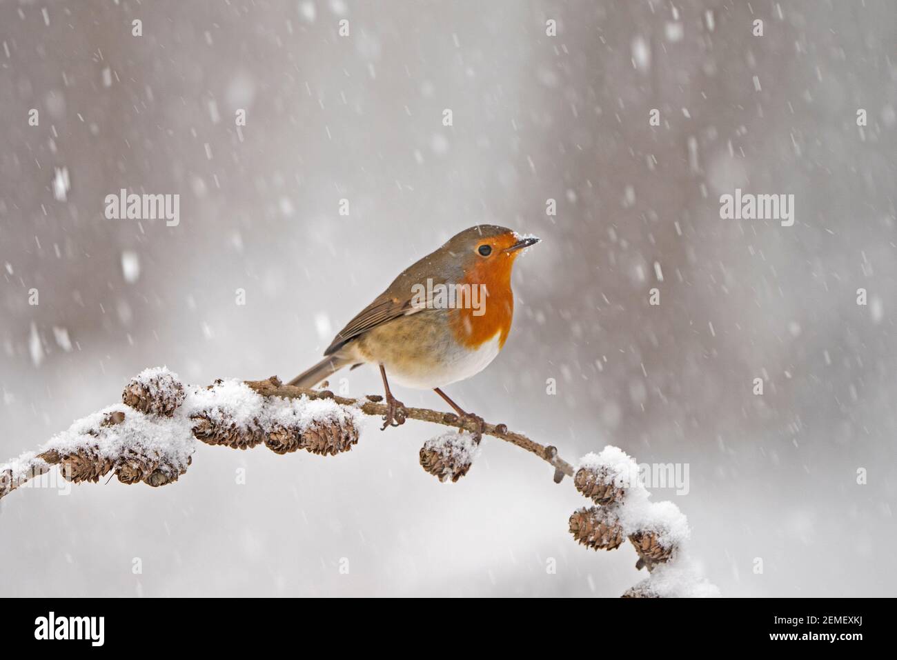 Robin européenne, erithacus rubecula dans le jardin dans la neige, hiver, Norfolk du Nord Banque D'Images Robin européenne, erithacus rubecula dans le jardin dans la neige, hiver, Norfolk du Nord Banque D'Images