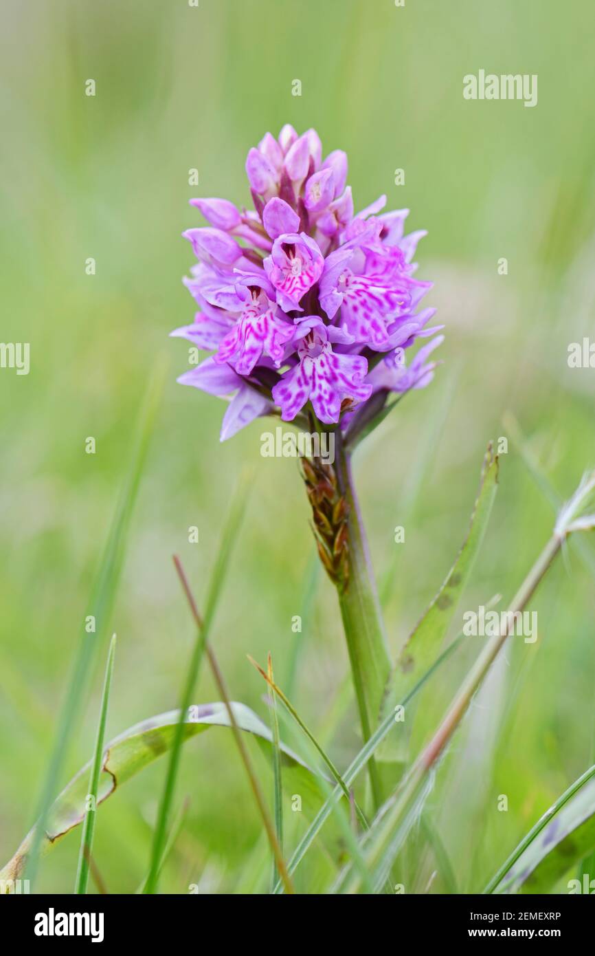 Heath Spotted-Orchid - Dactylorhiza maculata, belle orchidée colorée provenant de prés et de marais d'Europe du Nord, Shetlands, Écosse, Royaume-Uni. Banque D'Images